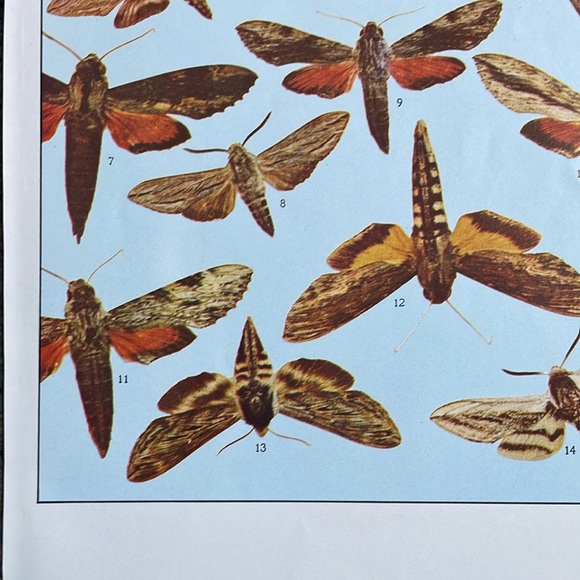 🌹FREE w/purchase Vintage Moth Illustration Print - Picture 2 of 9